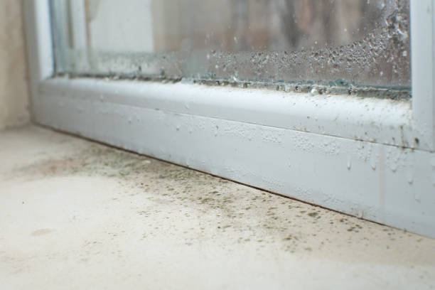 Trusted Parkland, FL Mold Removal Experts